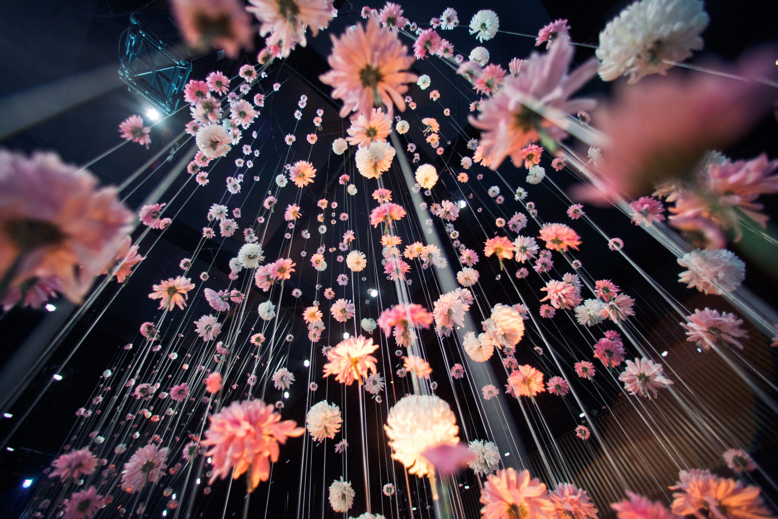 guarda da sotto ai crisantemi rosa appesi al soffitto nero scaled
